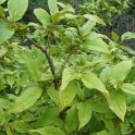Euonymus sp. P1D